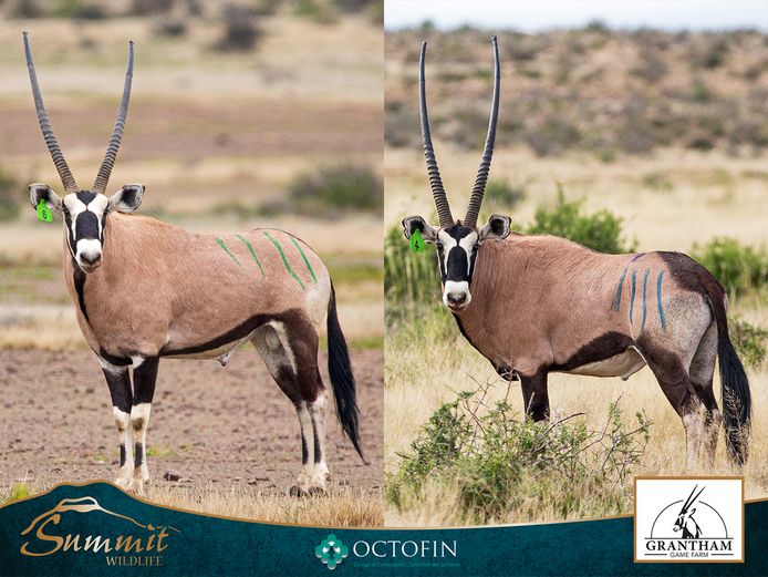 41"+ ORYX HUNTING BULLS