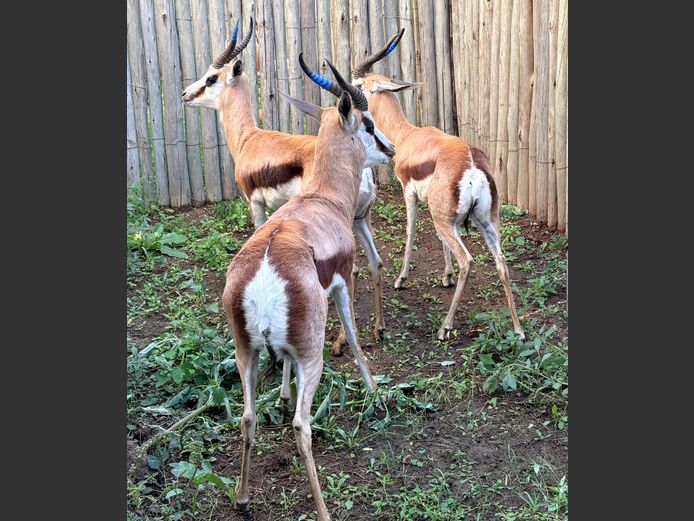 Springbok Jagramme