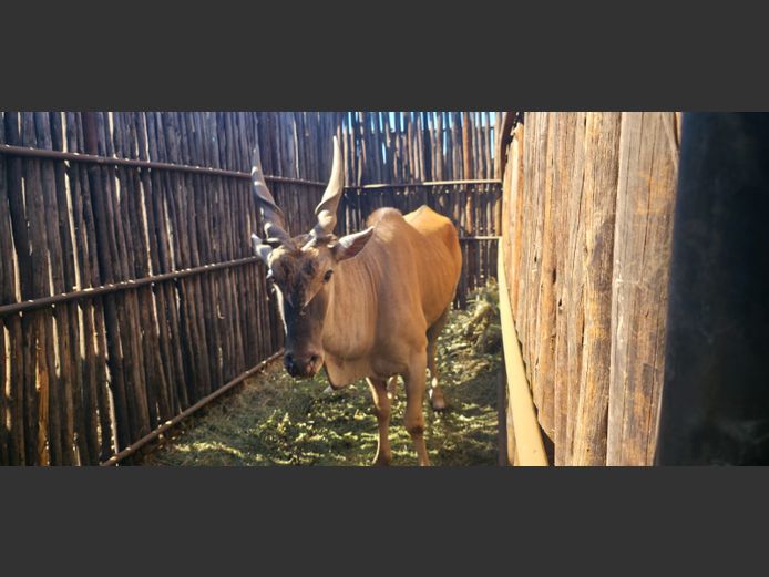 ELAND | HANLEY