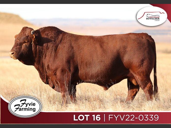 FYV22-0339