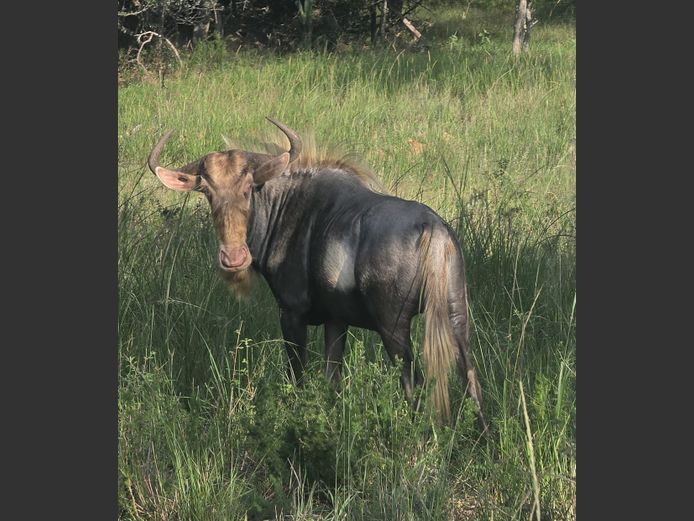 KONING WILDEBEES | VIKELA GAME