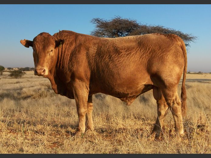 CHK230224 | A.J. KRIEL