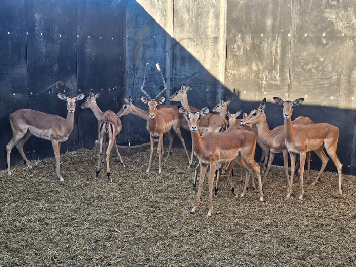 IMPALA | M.E. V GREUNEN