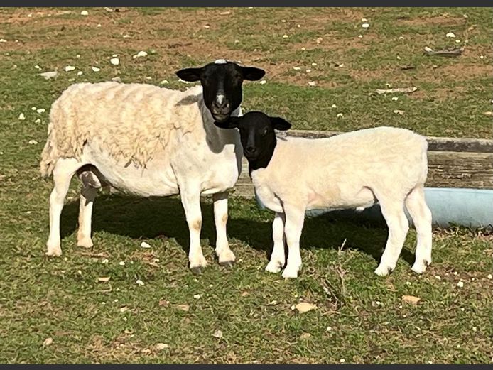 Dorper ewes with lambs