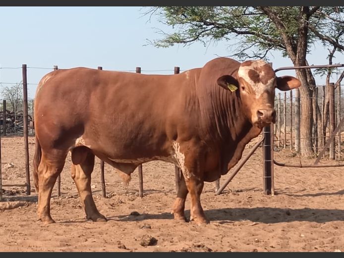 MBE2152 | MAMUMBE SIMBRA