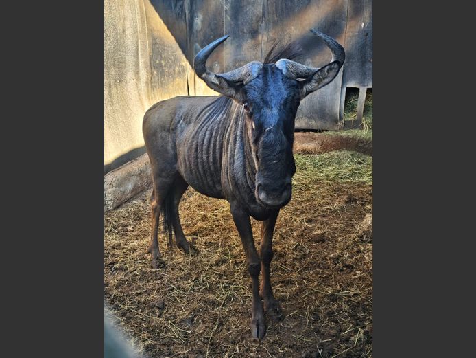 BLOUWILDEBEES | BUFFELSKLOOF 2