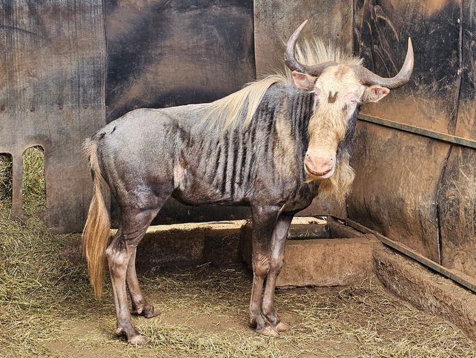 KING WILDEBEEST | HARLOU