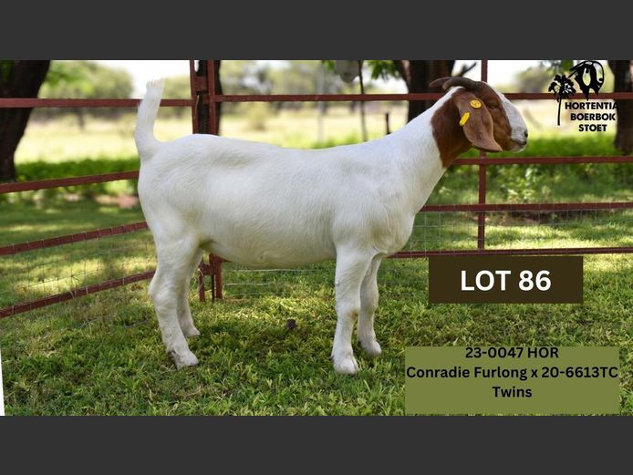 23-0047HOR | HORTENTIA MEATMASTERS 