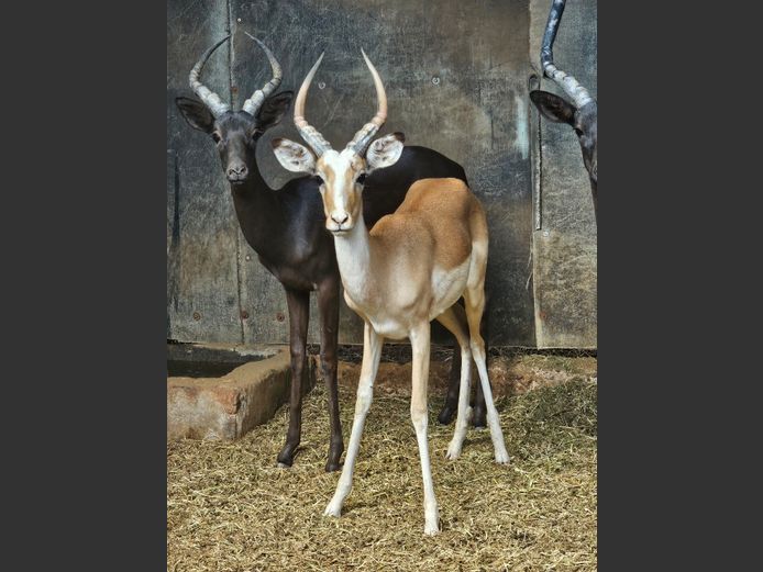 WHITE FLANKED
IMPALA | A.J. DREYER