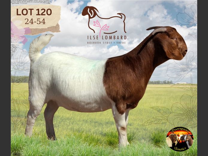 240054 | ILSE LOMBARD