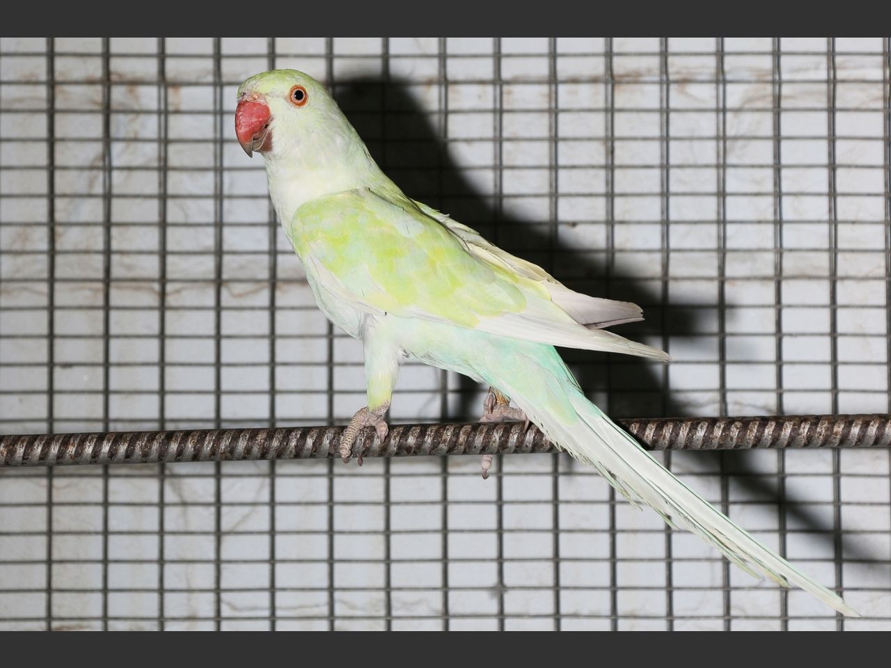 images
