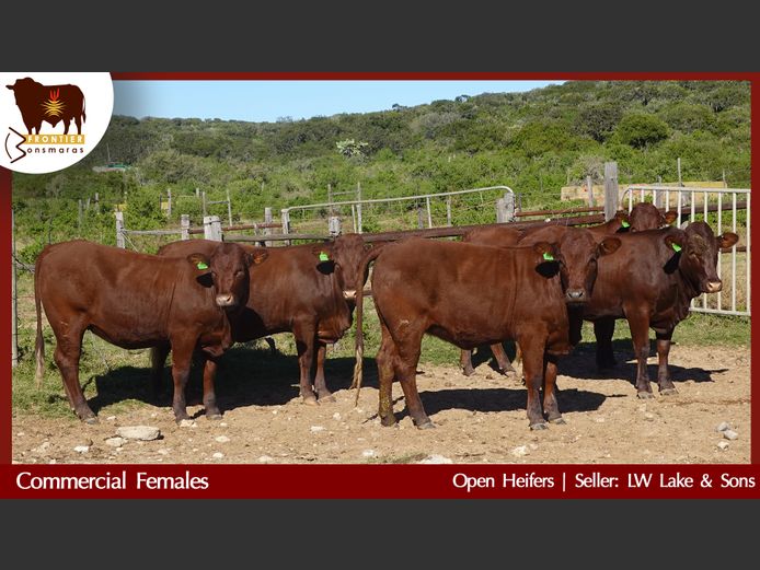 Commercial Animals | L W Lake & Son