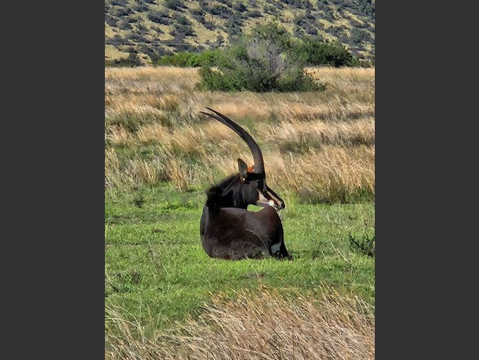 Swartwitpens | Driekoppen Wild (G van Schalkwyk)