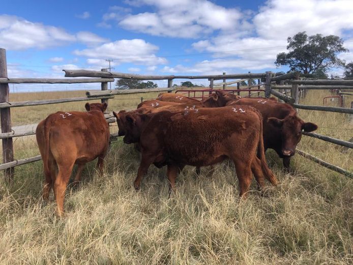 7 ANGUS TYPE HEIFERS