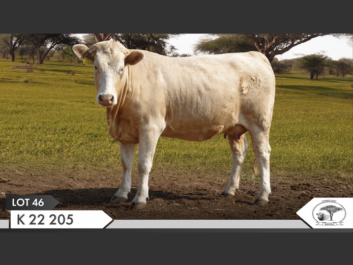 K 220205 | KOPERKOP HUGENOOT STOET