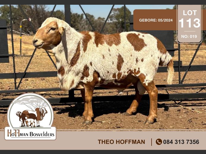 019 | HOFFMAN BOSVELDERS