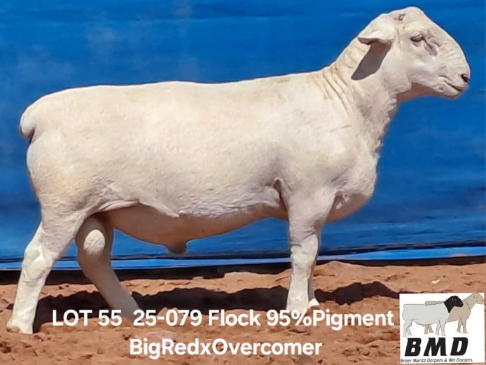 25-079 | BROER MARITZ DORPERS