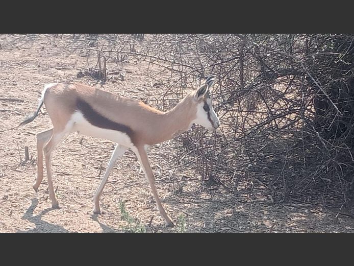 Springbok - MAK | George de Vos