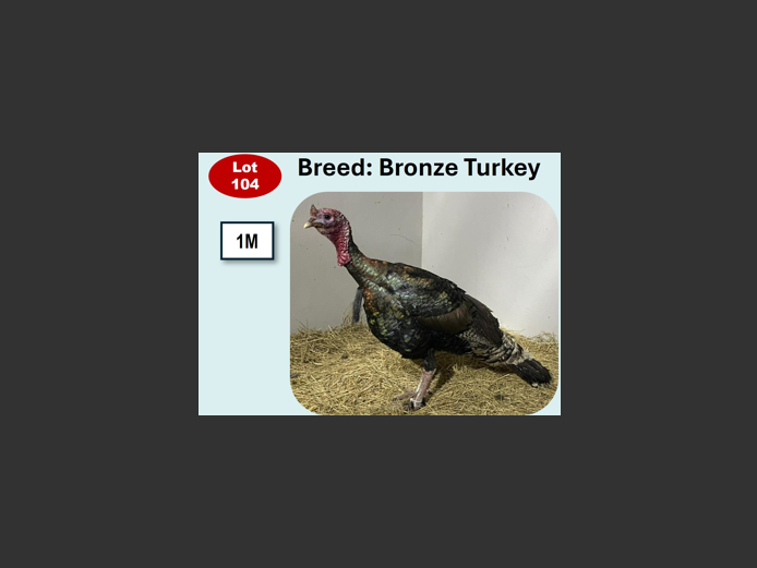 BRONZE TURKEY | ANNUAL MYTILUS AND ELOFF