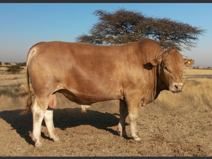 CHK230377 | A.J. KRIEL