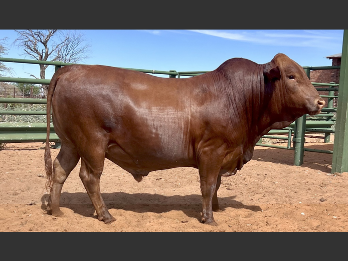 VAS230257 | WOLHAARKOP TULI`S