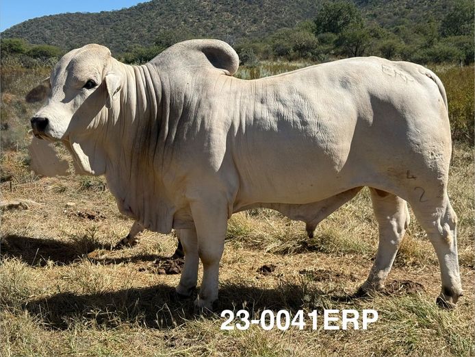 23-0041ERP | HARROBI BRAHMAN