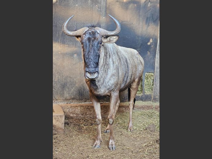 BLUE WILDEBEEST | LIMPOPO STUD GAME