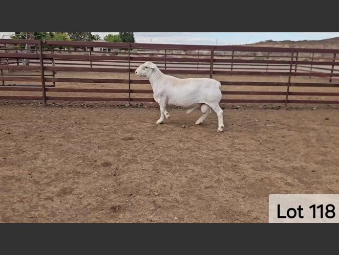 602 22 0130W | Kasteel Witdorpers