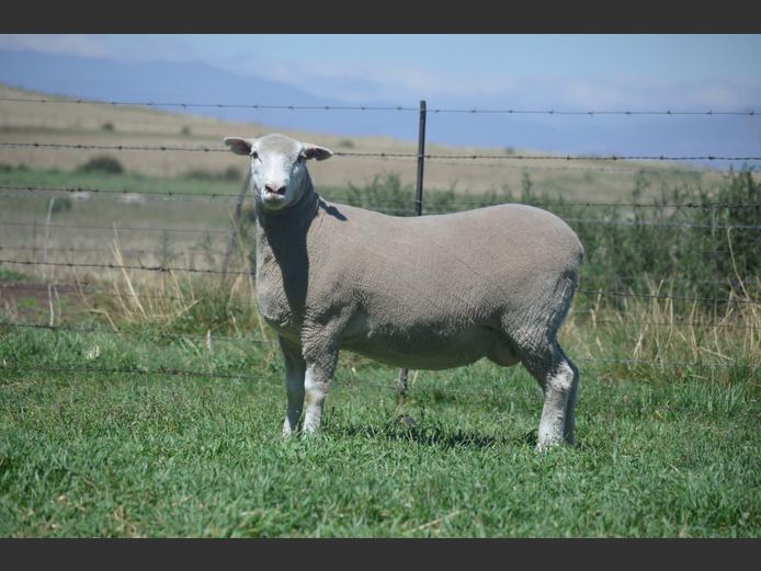 T 240136 | TWEE BROERS DORMER STOET