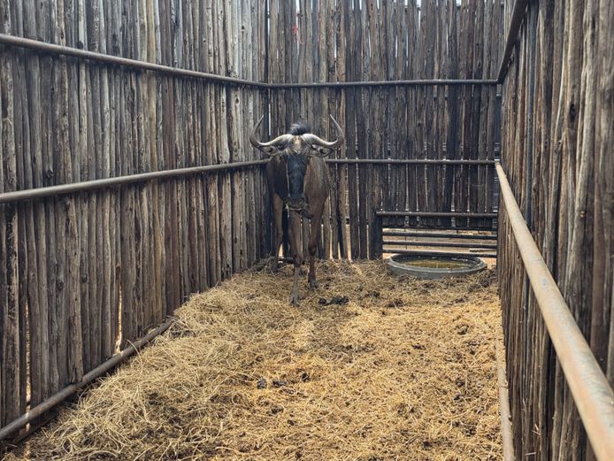 BLOUWILDEBEES | HANLEY