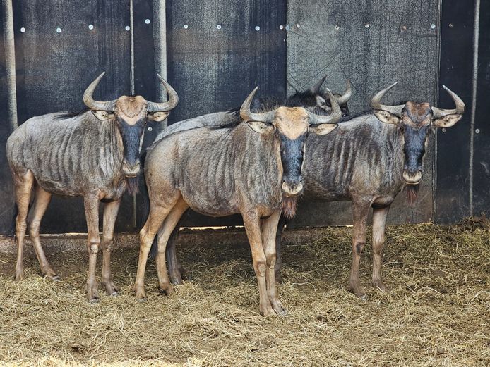BLUE WILDEBEEST | DAGBREEK