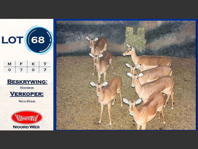 Rooibokke