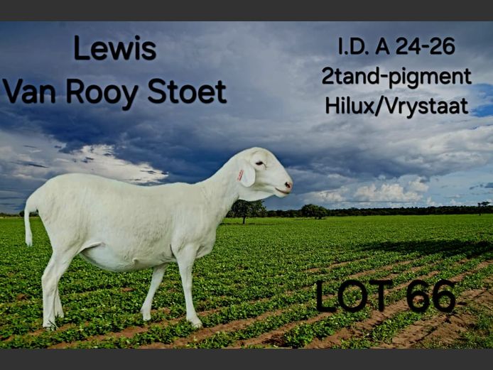 A24-26 | LEWIS VAN ROOY STUD