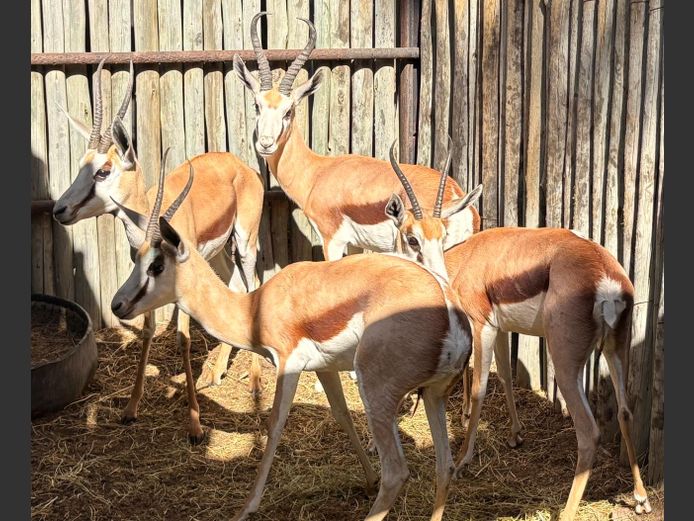 Kalahari Springbokke