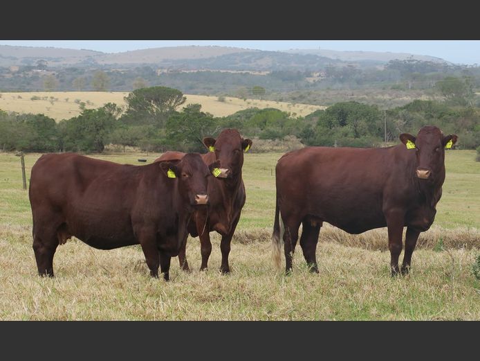 SOUTHWELL CATTLE COMPANY