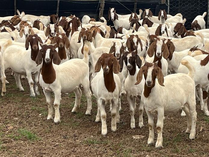 Boergoat Maiden Ewe Kids