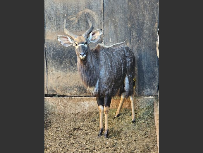 NYALA | EB WILD