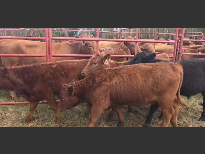 Calves