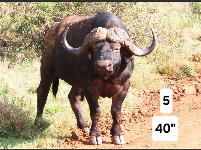BUFFEL | KRUISRIVIER