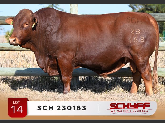 SCH 230163
