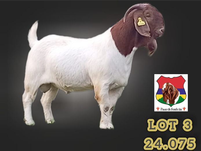 240075 | PAARDEFONTEIN