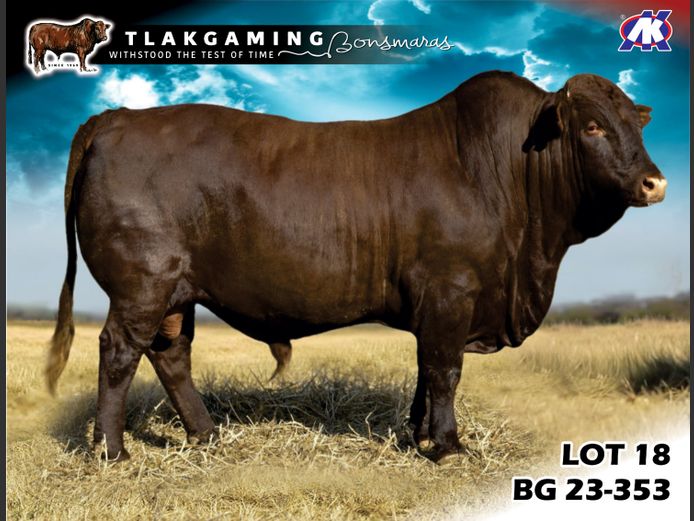 BG230353 | LEE & SON