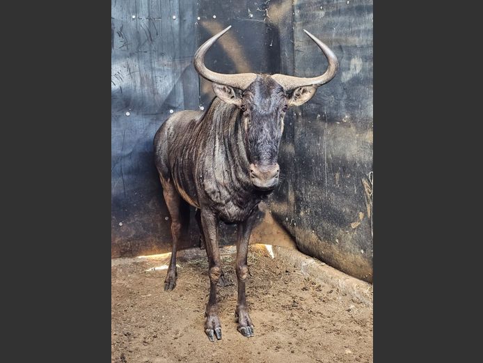 BLUE WILDEBEEST | JPX SAFARIS