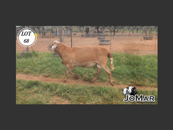 Ram | JoMar Meatmasters