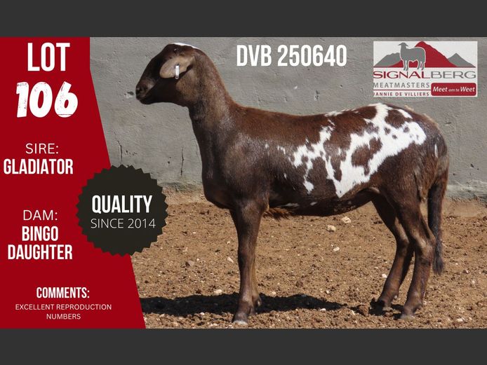 DVB 250640 | SIGNALBERG MEATMASTERS