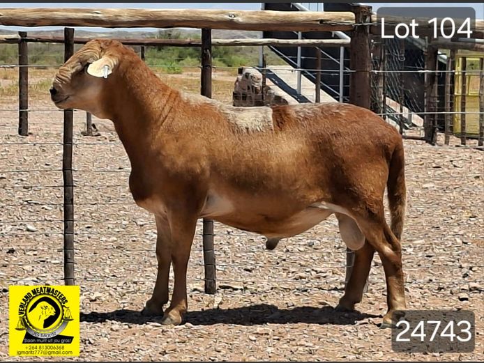 24743 | VERLAND MEATMASTERS