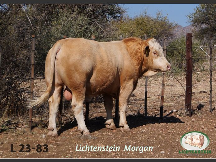 L2383 | LICHTENSTEIN SIMMENTALER STUD
