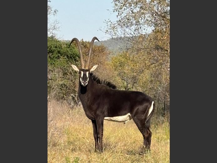 SABLE | ROOIBOSKLOOF