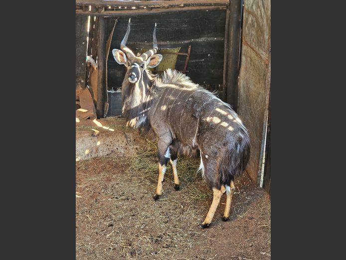 NYALA | KOLOBE WILDLIFE