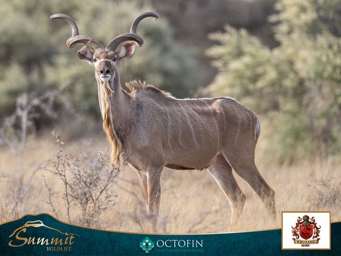 45"-48" KUDU BULLS